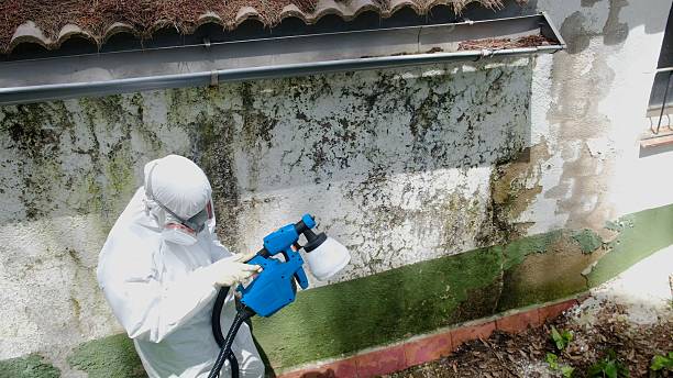 Top rated local Mold Remediation specialists in Coral Springs, FL